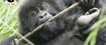 Neue Gorillas wurden adoptiert
