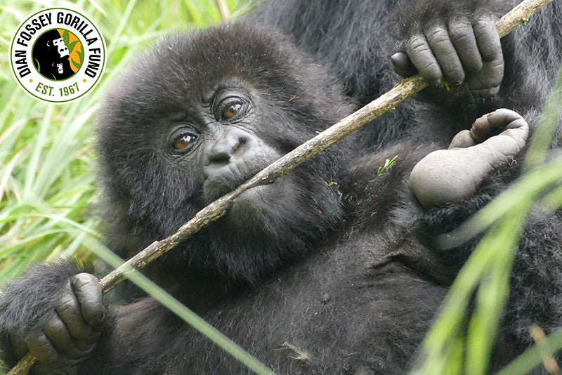 Neue Gorillas wurden adoptiert