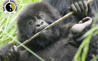 Neue Gorillas wurden adoptiert