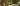 Tomaten vorziehen – so gelingt die Anzucht von Tomatenpflanzen