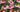 Echinacea Starlight – Purpursonnenhut